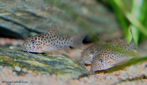 Hoplisoma multimaculatum