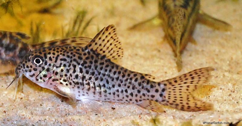 Hoplisoma multimaculatum