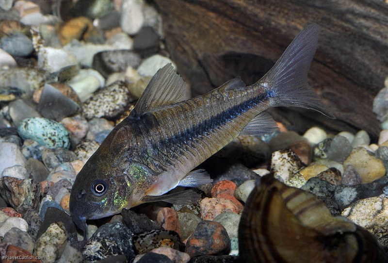 Hoplisoma nattereri