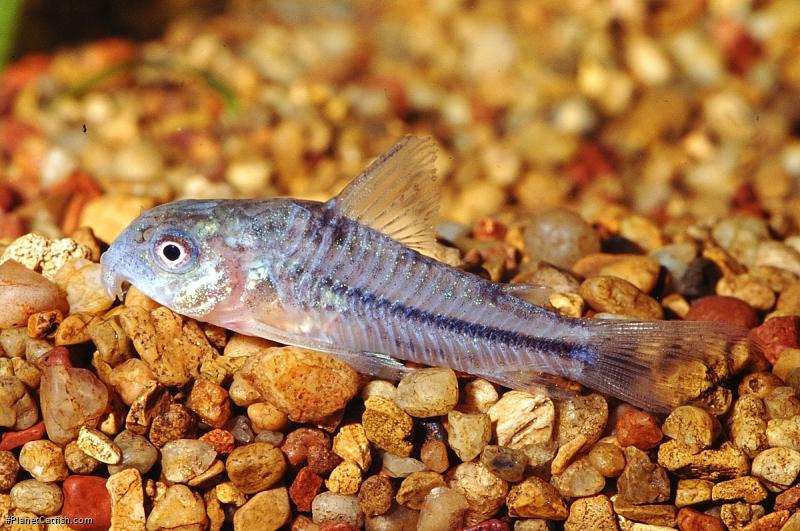 Hoplisoma nattereri