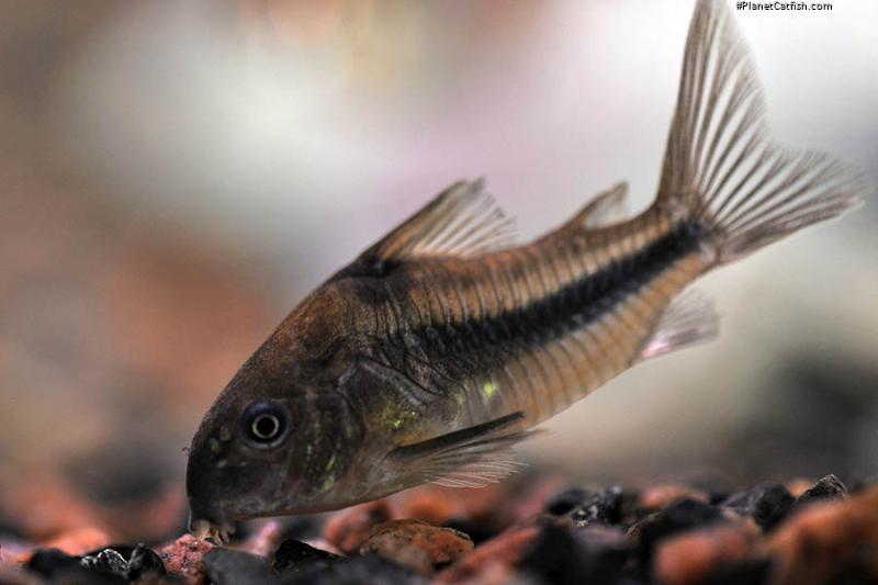 Hoplisoma nattereri