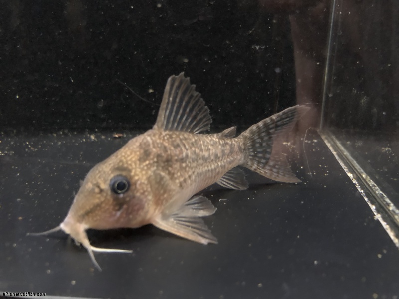 Hoplisoma noxium