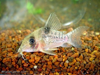 Hoplisoma noxium