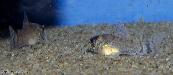 Hoplisoma oiapoquense