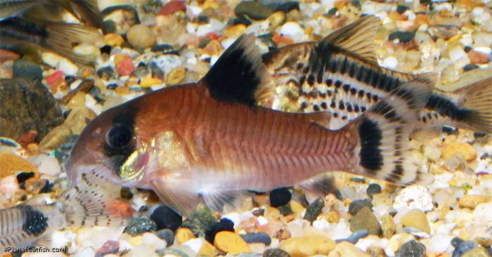 Hoplisoma oiapoquense
