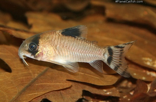 Hoplisoma oiapoquense