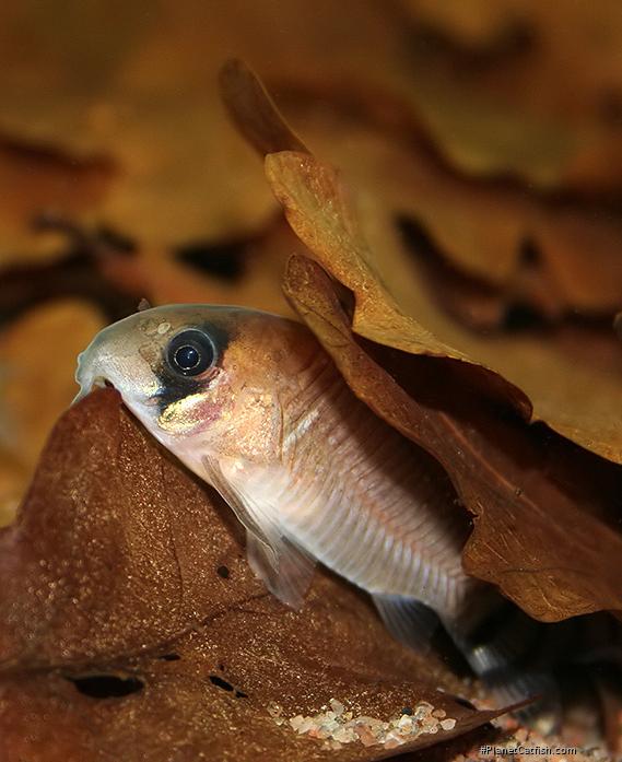 Hoplisoma oiapoquense