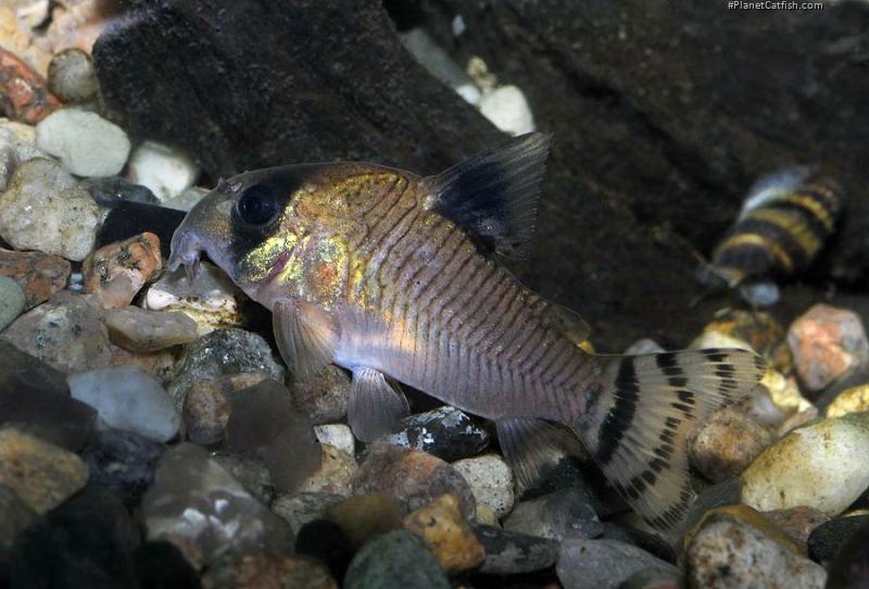 Hoplisoma oiapoquense
