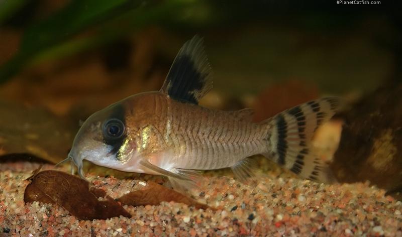 Hoplisoma oiapoquense