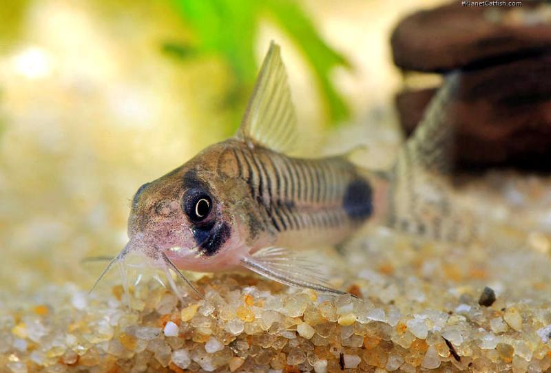 Hoplisoma ortegai