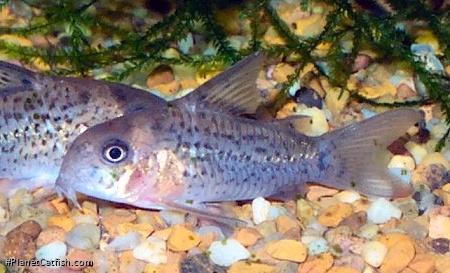 Hoplisoma osteocarus