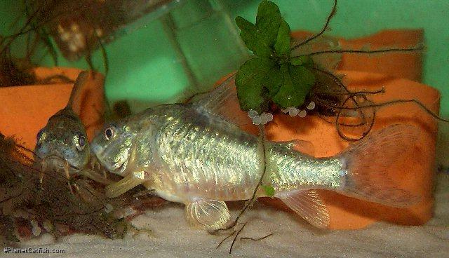 Hoplisoma paleatum