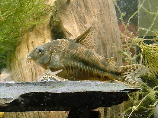 Hoplisoma paleatum