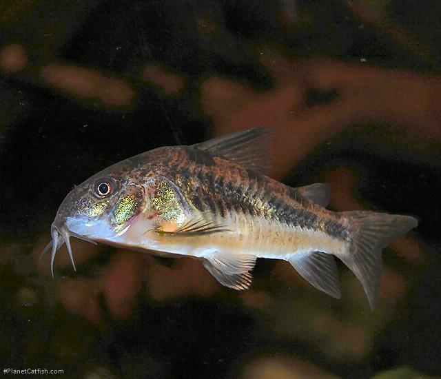 Hoplisoma paleatum