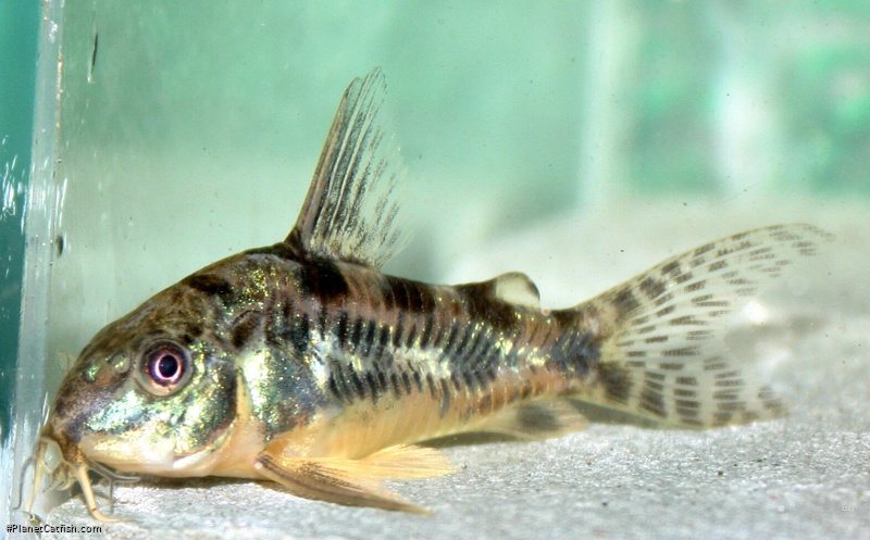 Hoplisoma paleatum