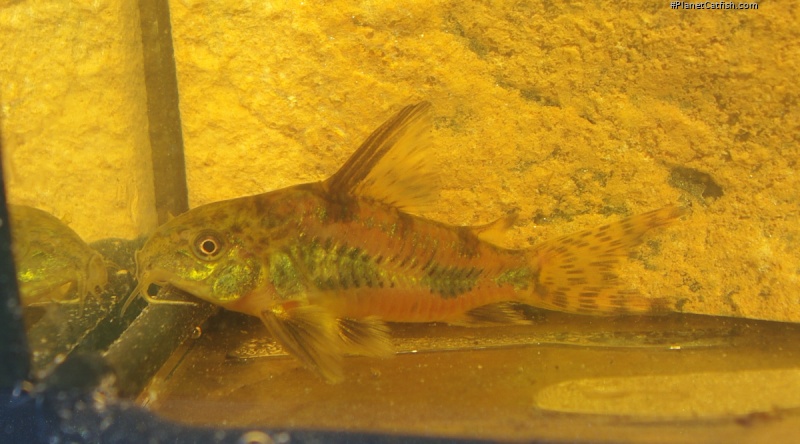 Hoplisoma paleatum