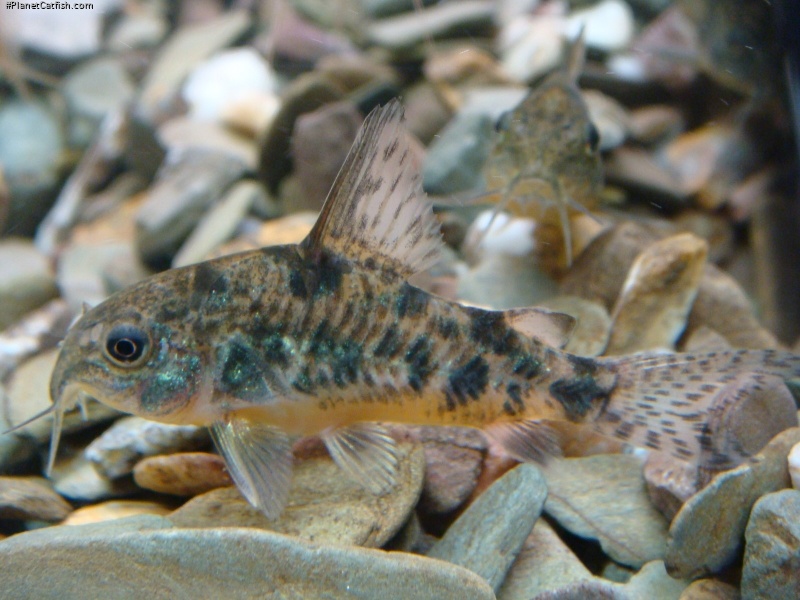 Hoplisoma paleatum