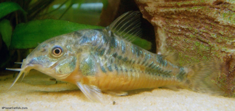 Hoplisoma paleatum