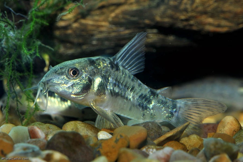 Hoplisoma paleatum