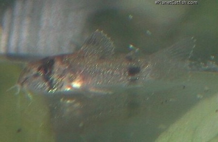 Hoplisoma panda