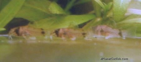 Hoplisoma panda