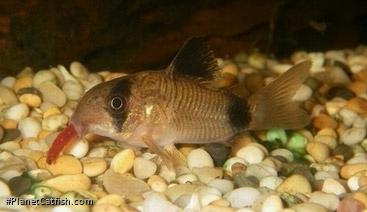 Hoplisoma panda