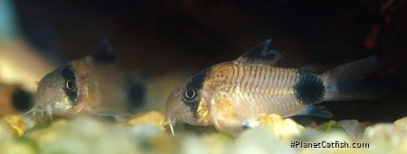 Hoplisoma panda