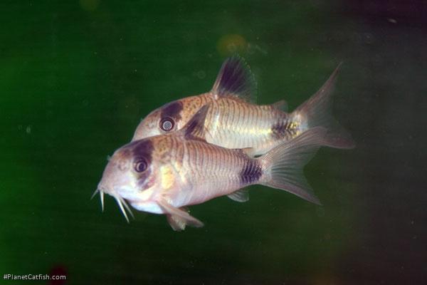 Hoplisoma panda