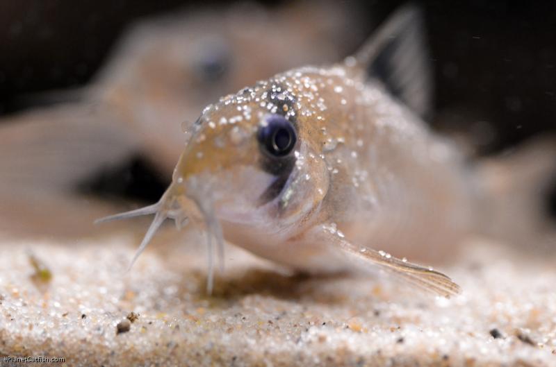 Hoplisoma panda