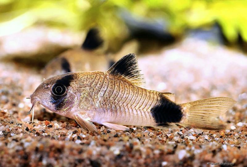 Hoplisoma panda
