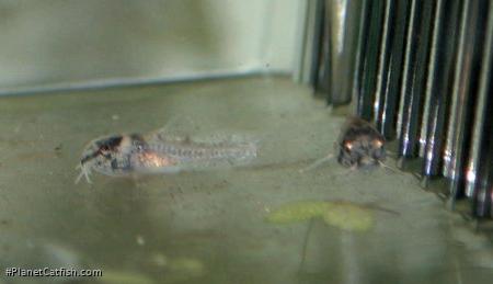 Hoplisoma panda
