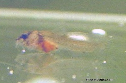 Hoplisoma panda
