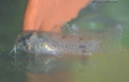 Hoplisoma panda