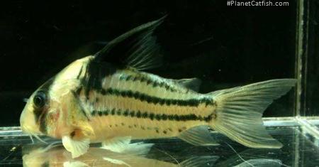 Hoplisoma parallelum
