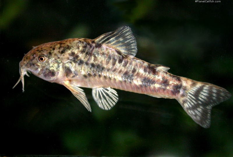 Hoplisoma petracinii