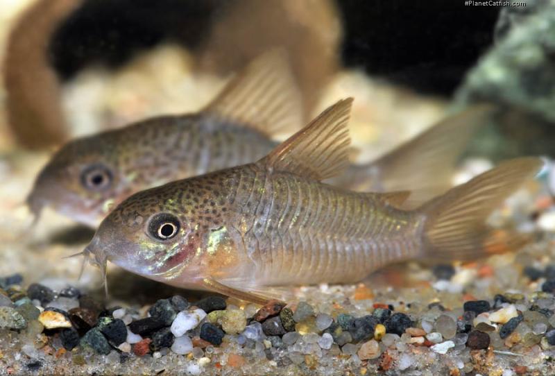 Hoplisoma polystictum