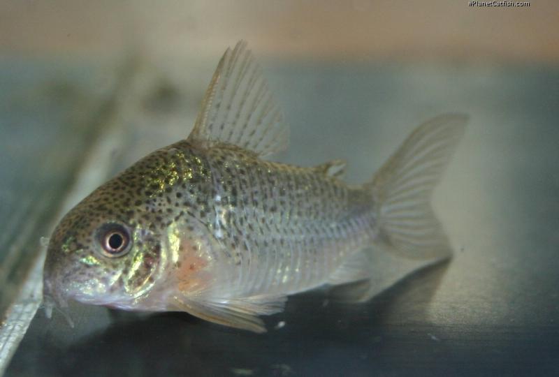 Hoplisoma polystictum
