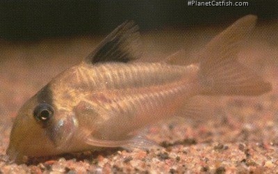 Hoplisoma potaroense