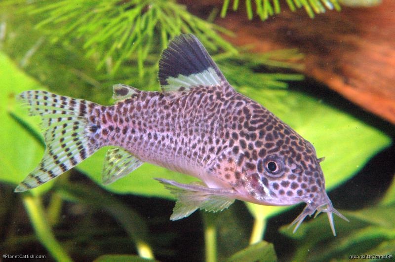 Hoplisoma punctatum