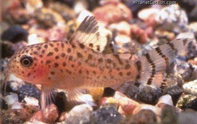 Hoplisoma punctatum