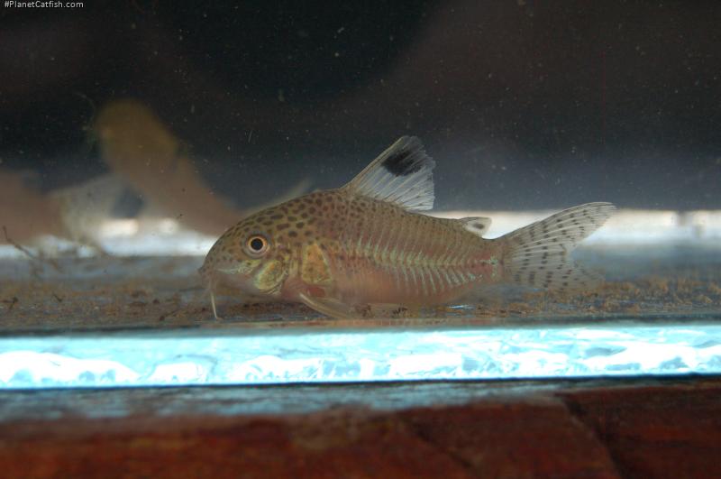 Hoplisoma punctatum