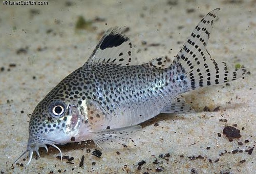 Hoplisoma punctatum