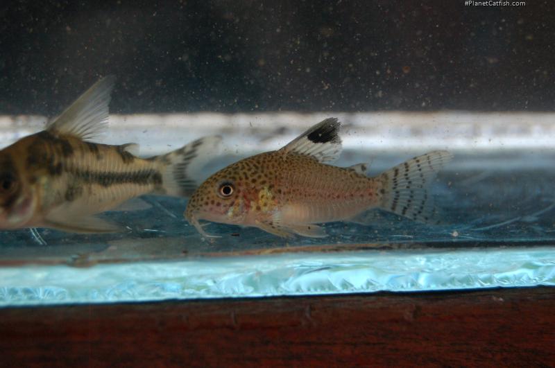 Hoplisoma punctatum