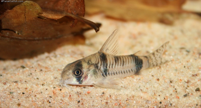 Hoplisoma reynoldsi