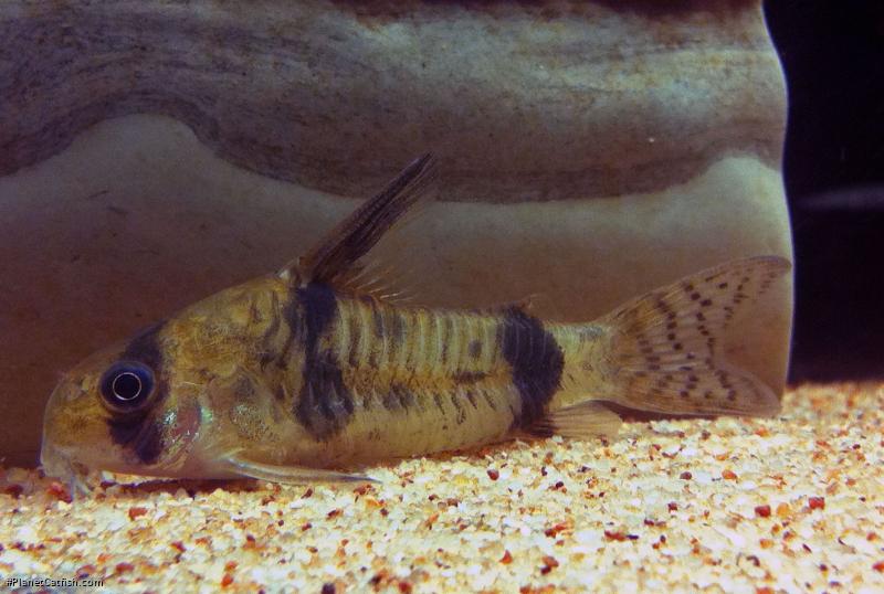 Hoplisoma reynoldsi