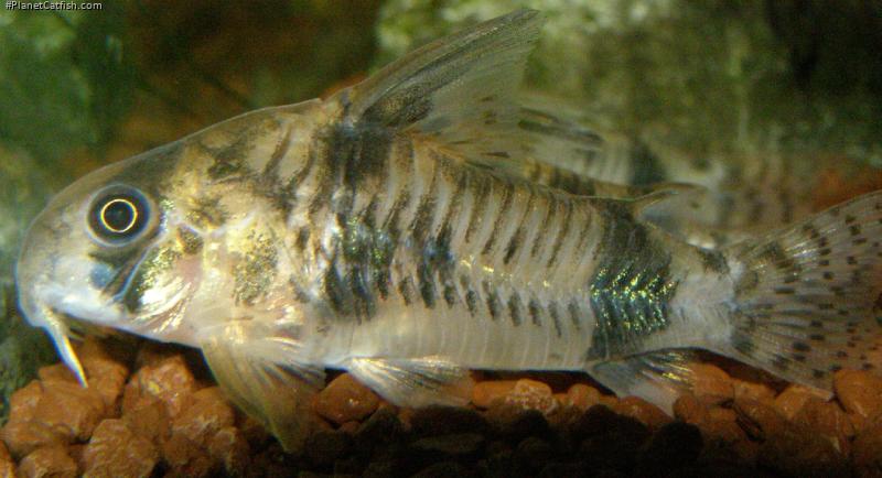 Hoplisoma reynoldsi