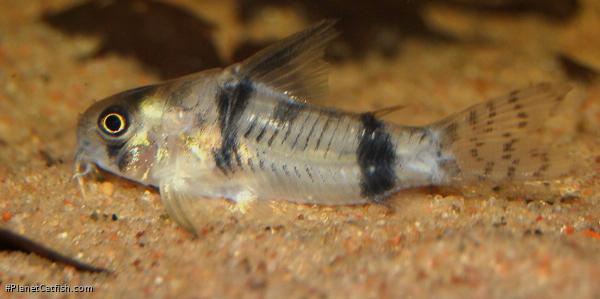 Hoplisoma reynoldsi