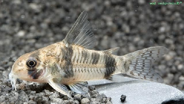Hoplisoma reynoldsi