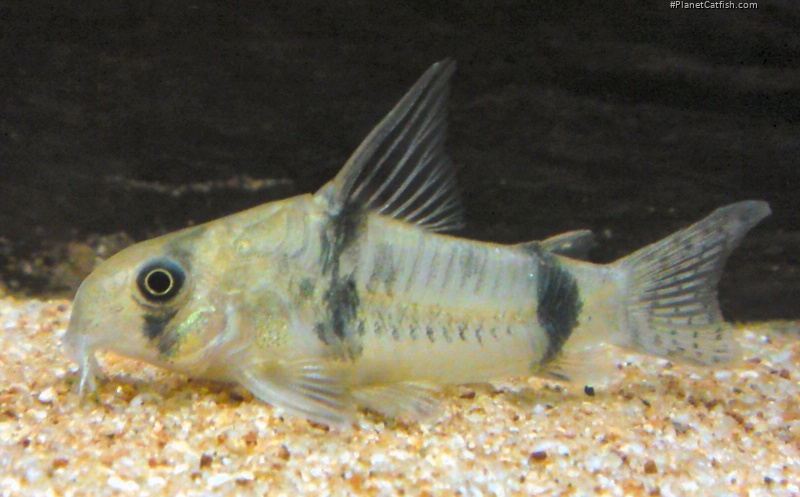 Hoplisoma reynoldsi