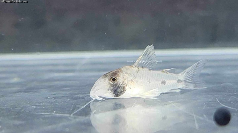 Hoplisoma rikbaktsa